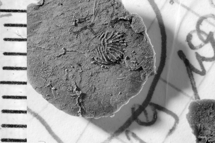 Calocaria robusta Holotype FSL 710684 Lateral view Latex cast
