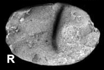 Canalarta papata Holotype CPC 42034 lateral view