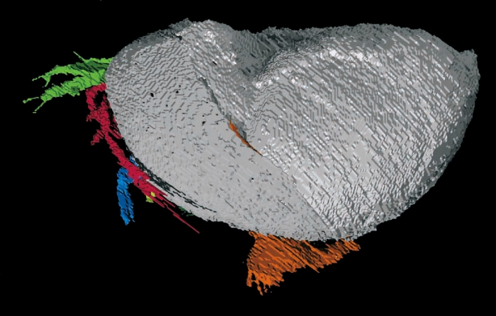 Colymbosathon ecplecticos Holotype OUM C.295670 Lateral view Colymbosathon ecplecticos Holotype OUM C.295670 Lateral view