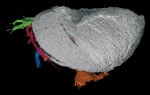 Colymbosathon ecplecticos Siveter, Sutton, Briggs & Siveter, 2003 - Holotype (OUM C.295670)