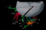 Nymphatelina gravida Holotype OUM 29600 lateral view
