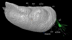 Pauline avibella OUMNH C.29613 Lateral view 