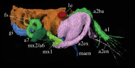 Pauline avibella OUMNH C.29613 Lateral view 