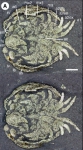 Luprisca incuba Holotype YPM 307300 Ventral view