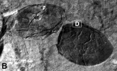 Myodoprimigenia fistuca C945 lateral view