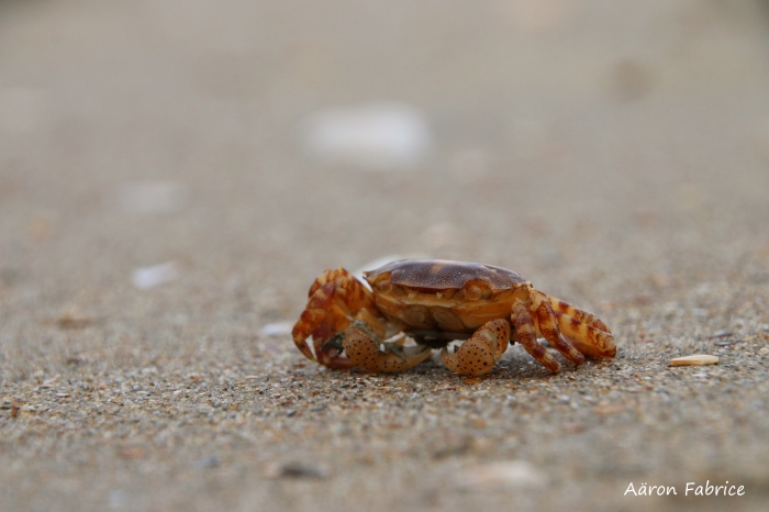 Hemigrapsus sanguineus (De Haan, 1835) 