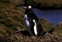 Gentoo Penguin (A3)CS2_1