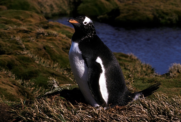 Gentoo Penguin (A3)CS2_1 Gentoo Penguin (A3)CS2_1