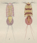 Psamathe longicauda from Philippi 1840