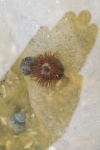 Beadlet anemone in rock pool
