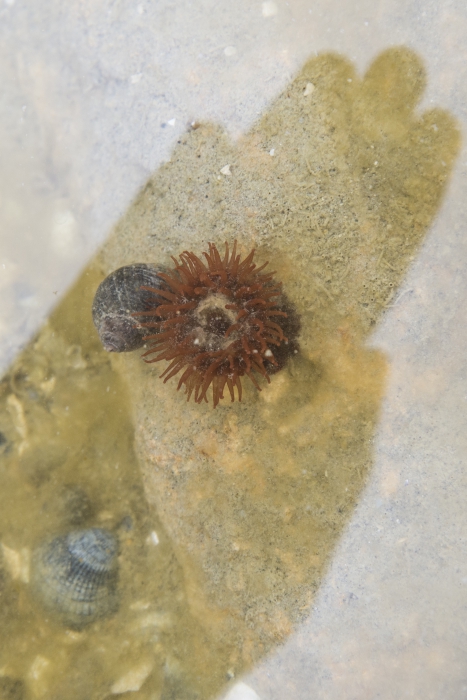 Beadlet anemone in rock pool Beadlet anemone in rock pool