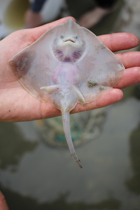Juvenile male thornback ray ventral Juvenile male thornback ray ventral