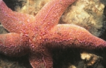 Common starfish - Asterias rubens Linnaeus, 1758