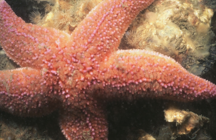 Common starfish - Asterias rubens Linnaeus, 1758 Common starfish - Asterias rubens Linnaeus, 1758