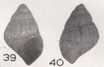 Alvania butonensis Beets, 1942