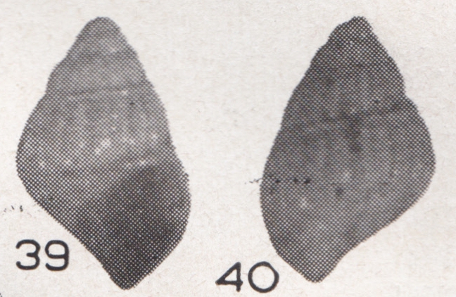 Alvania butonensis Beets, 1942 Alvania butonensis Beets, 1942