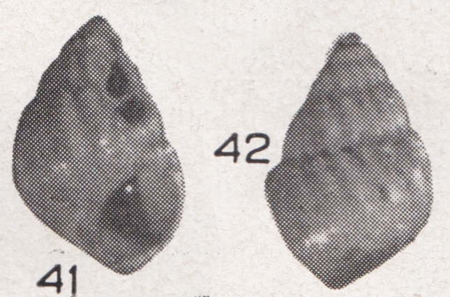 Alvania waisiuensis Beets, 1942