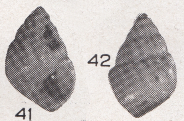 Alvania waisiuensis Beets, 1942 Alvania waisiuensis Beets, 1942