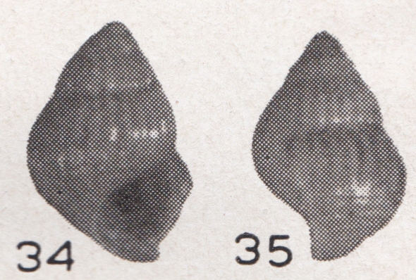 Alvania asphaltodus Beets, 1942 Alvania asphaltodus Beets, 1942