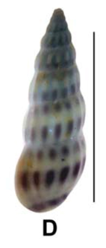 Rissoina clavula (Deshayes, 1825) Rissoina clavula (Deshayes, 1825)