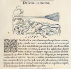 Penicillus marinus and Latin description