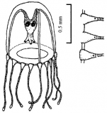 Hydractinia vacuolata from Xu et al. (2014)