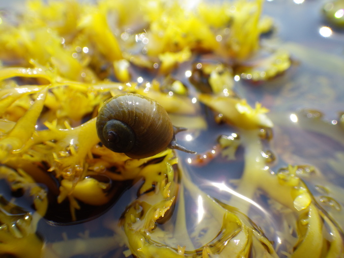 Littorina obtusata (L. 1758) Littorina obtusata (L. 1758)