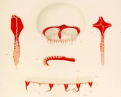 Chromatonema erythrogonon from (Bigelow, 1909)