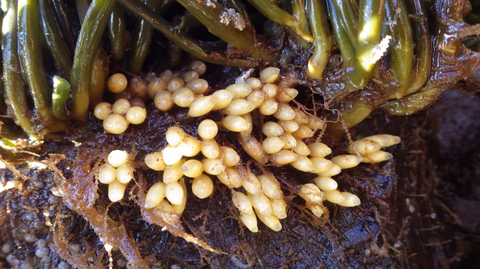 Nucella lapillus eggs