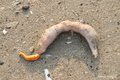 Echiura (spoon worms)