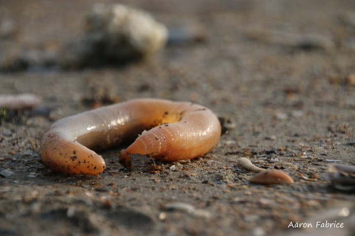 Echiurus echiurus (Pallas, 1766)