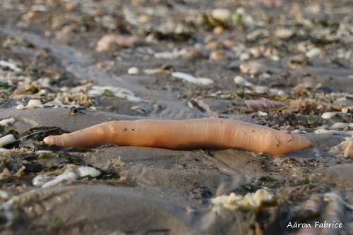 Echiurus echiurus (Pallas, 1766)