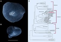 Dendrogramma image and phylogenetic tree - O'Hara et al, 2016