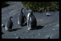 Gentoo Penguin 3 chicks [orig]