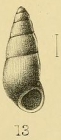 Pisinna crawfordi (E. A. Smith, 1901)