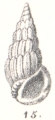 Mollusca (molluscs)