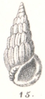 Pandalosia minuta (G. Nevill & H. Nevill, 1874)