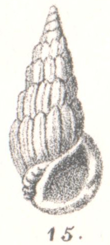 Pandalosia minuta (G. Nevill & H. Nevill, 1874) Pandalosia minuta (G. Nevill & H. Nevill, 1874)