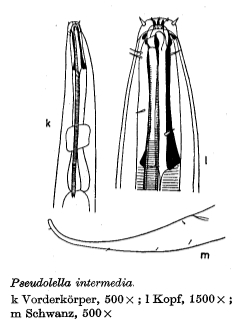 Pseudolella intermedia