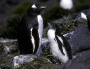 Gentoo Penguin adult#10BF38_1