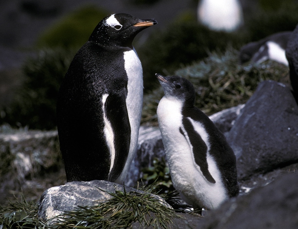 Gentoo Penguin adult#10BF38_1