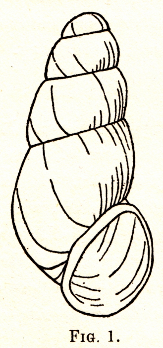 Cingula stewardsoni (Vanatta, 1909)