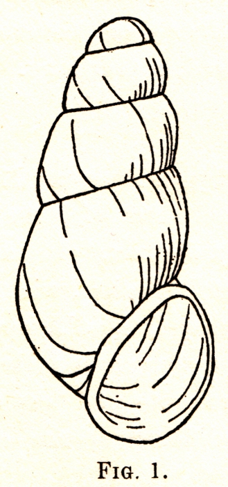 Cingula stewardsoni (Vanatta, 1909) Cingula stewardsoni (Vanatta, 1909)