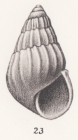 Rissoa aequatorialis Thiele, 1925