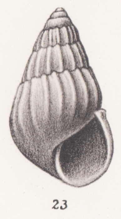 Rissoa aequatorialis Thiele, 1925 Rissoa aequatorialis Thiele, 1925