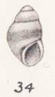 Rissoa aethiopica Thiele, 1925