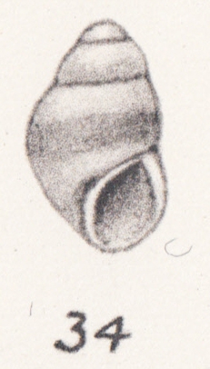 Rissoa aethiopica Thiele, 1925 Rissoa aethiopica Thiele, 1925