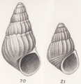 Mollusca (molluscs)