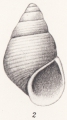 Mollusca (molluscs)