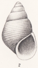 Rissoa agulhasensis Thiele, 1925